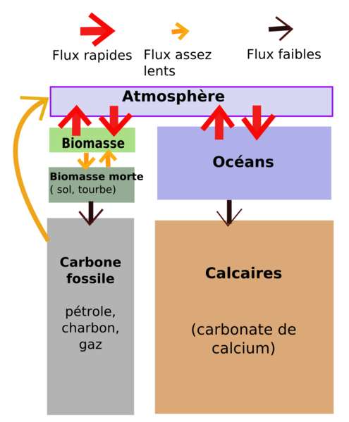 Puits De Carbone Ou Sont Ils Et Comment Fonctionnent Ils