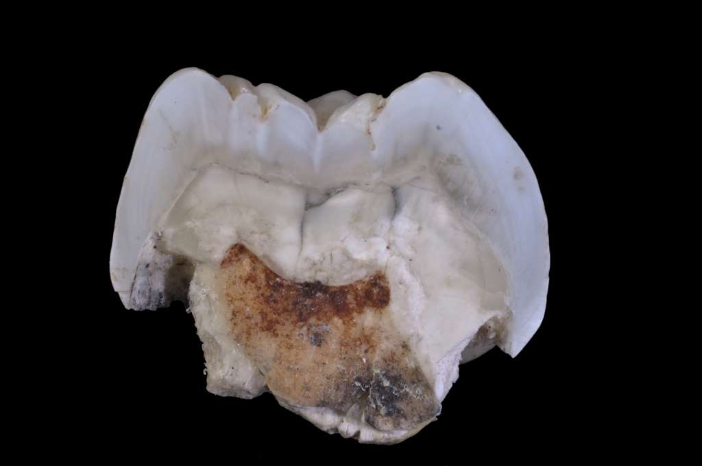 Troisième molaire supérieure droite d'un Paranthropus robustus, une espèce d'hominidé âgée de 2,2 à 1 million d'années. © José Braga et Didier Descouens