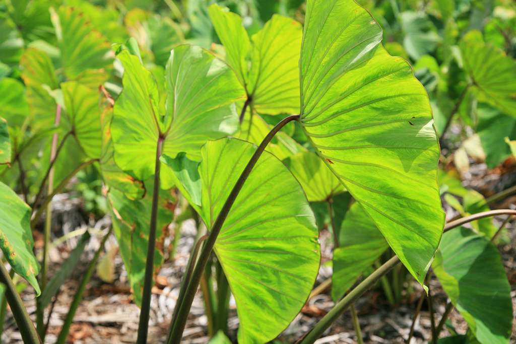 Feuilles de taro à Rimatara Feuilles de taro à Rimatara