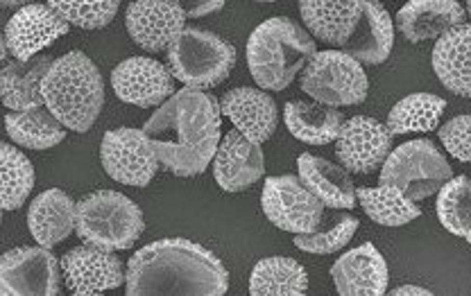 Les surfaces perforées des grains de pollen traités, grossies ici environ 300 fois, peuvent éliminer les produits chimiques indésirables de l’eau polluée. © Andrew Boa et Aimilia Meichanetzoglou, Université de Hull
