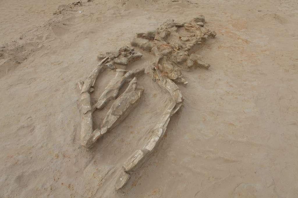 Un squelette de rorqual excellemment conservé, au Chili. © Smithsonian