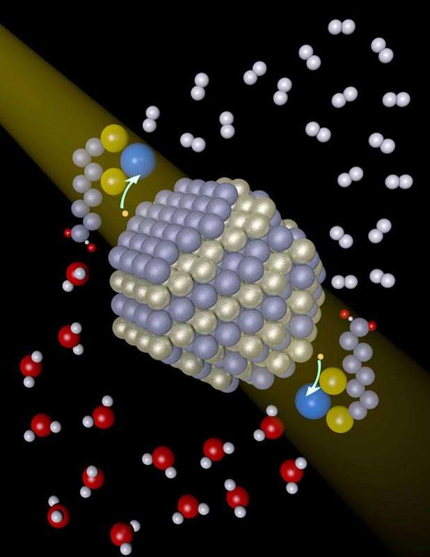 Vue d’artiste d’un nanocristal de séléniure de cadmium (centre de l’image), éclairé par la lumière. On voit deux électrons (petits points jaunes) issus de la vitamine C en cours de transfert vers le catalyseur au nickel (molécule avec grande sphère bleue). Au final du dihydrogène (H2, molécules diatomiques blanches) est produit. Les molécules d’eau sont représentées avec un atome d’oxygène en rouge. © Ted Pawlicki, université de Rochester