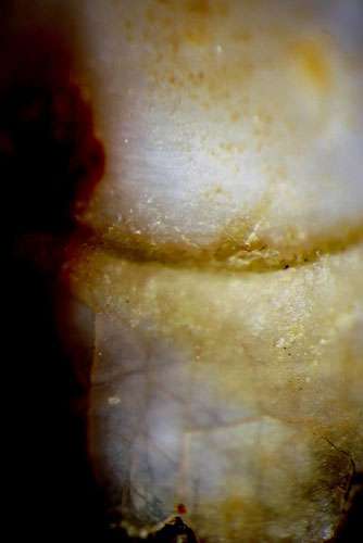 Fig. 17 - Arégonde, détail sur la strie d’hypoplasie observée sur une canine. © Cl. Rücker