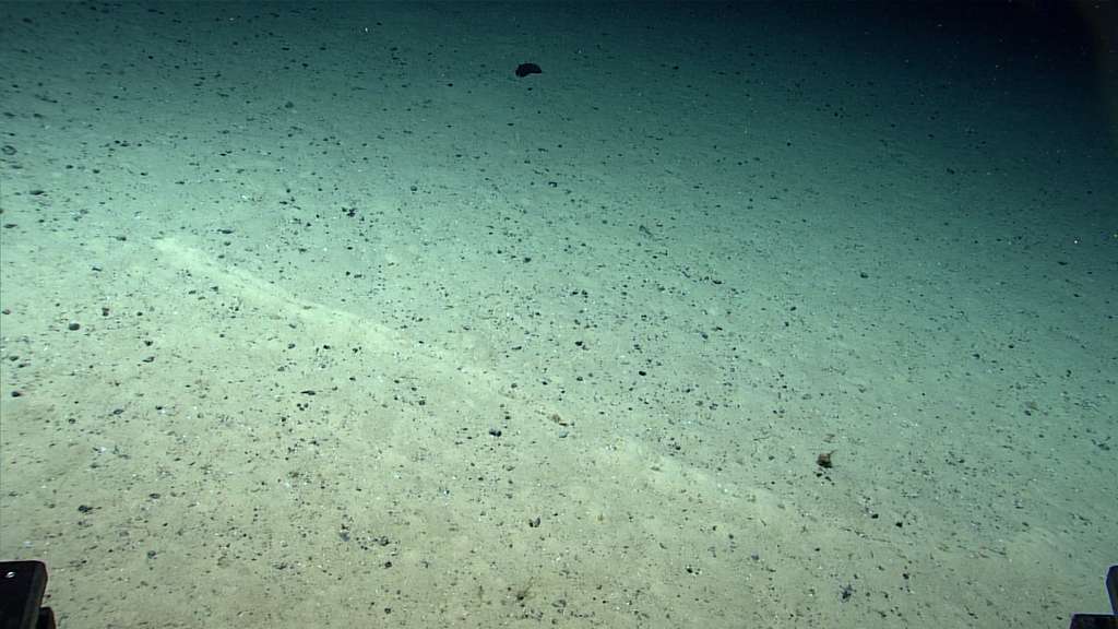 Une autre vue de l'étrange ligne de trous © NOAA Ocean Exploration