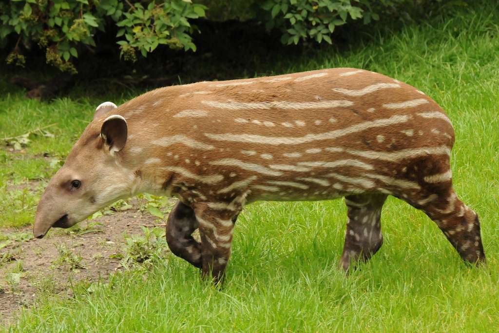 Juvénile de tapir du Brésil. © Joaquim S. Müller, Flickr, cc by nc sa 2.0