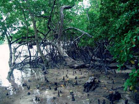 Forêt de mangrove. © Semenanjung, MQPI