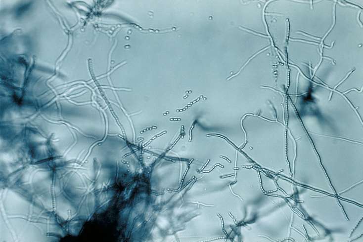 Image de microscopie d'un Streptomyces. Ces bactéries filamenteuses produisent naturellement de très nombreuses molécules chimiques et sont responsables de la production de plusieurs antibiotiques. Les espèces bactériennes marines sont aussi à l’origine de molécules inédites, venant enrichir la famille des antibiotiques existant. © CDC, Wikimedia Commons, DP