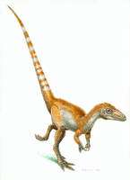 Un Sinosauropteryx avec son plumage coloré tel que l'ont reconstitué les chercheurs. L'animal mesure à peine plus d'un mètre avec la queue et vivait au début du Crétacé, il y a environ 130 millions d'années. (Cliquer sur l'image pour l'agrandir.) © Jim Robbins