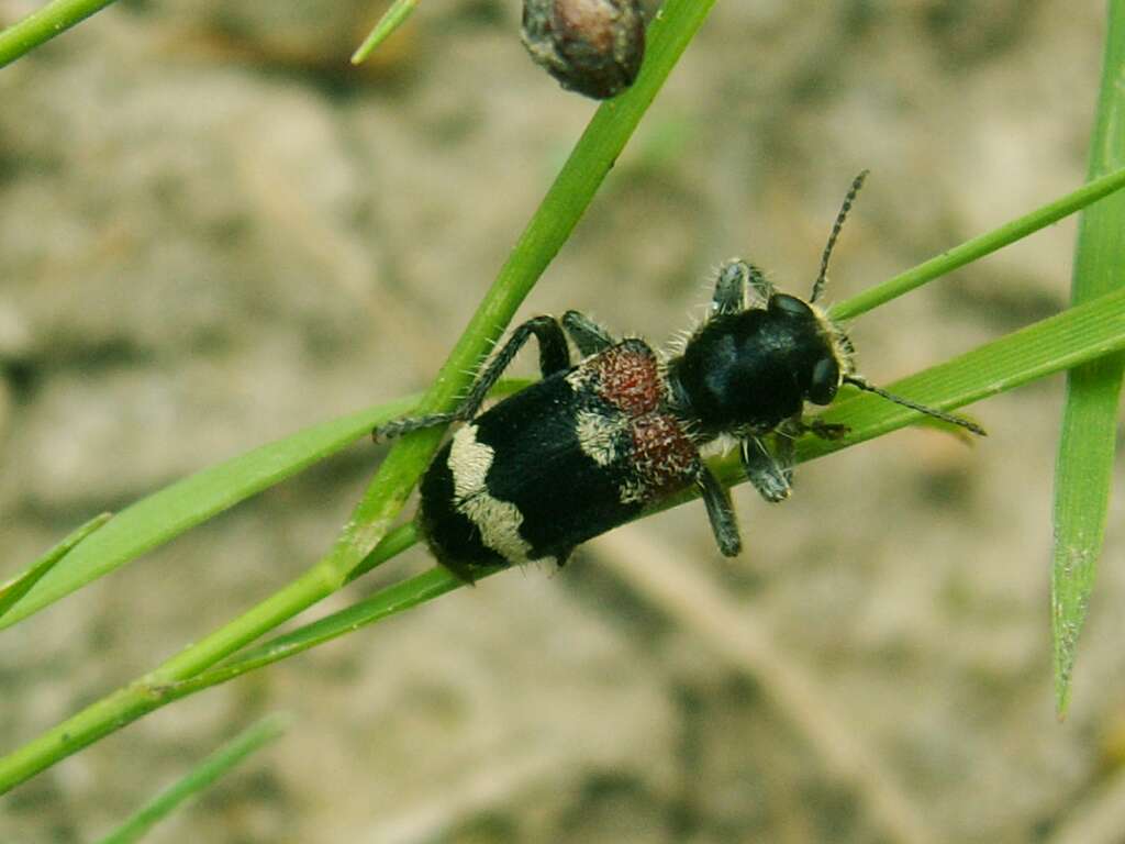 Clerus mutillarius - Clairon mutile Clerus mutillarius - Clairon mutile
