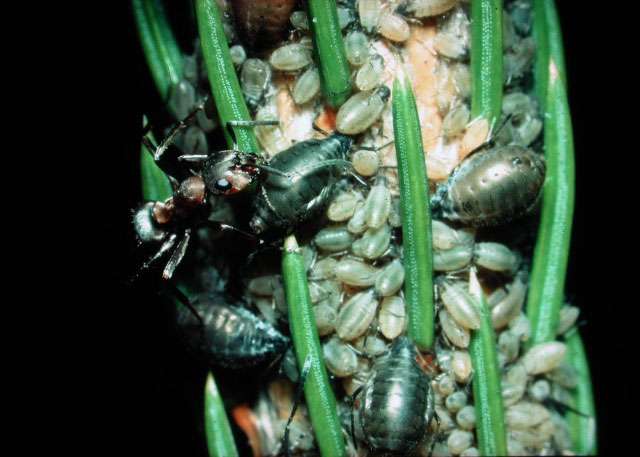L’association pucerons-fourmis constitue une symbiose mutualiste. Chaque partenaire y trouve avantage : le miellat produit par les pucerons pour les fourmis et la protection offerte par les fourmis pour les pucerons. © D. Cherix