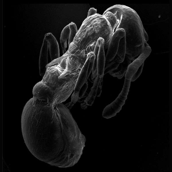 Cette fourmi Myrmica scabrinodis a été photographiée grâce à un microscope électronique à balayage. Les épines utilisées pour produire des sons par stridulation sont visibles en clair au niveau des pattes arrière de l'animal (la tête est située en haut à droite). © Casacci et al., Current Biology, 2013 