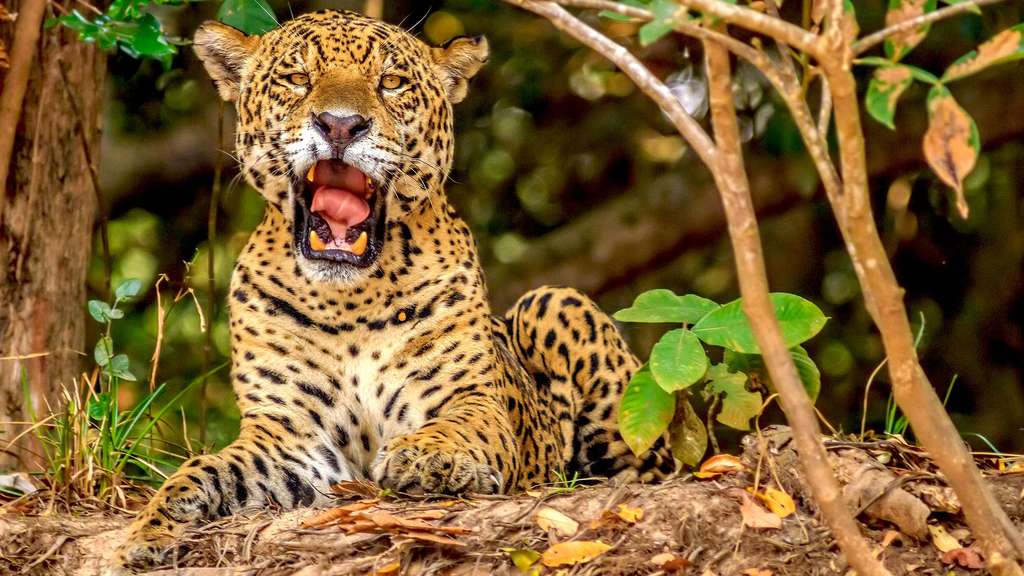 Un jaguar qui bâille