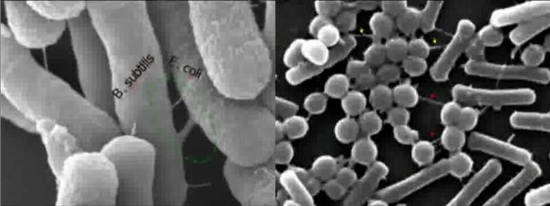 Bacillus subtilis peut tisser des connexions avec d'autres espèces comme Staphylococcus aureus (sphériques, à droite), même si, comme Escherichia coli à gauche, elles sont très éloignées d'elle dans l'évolution. © Sigal Ben-Yehuda/Cell