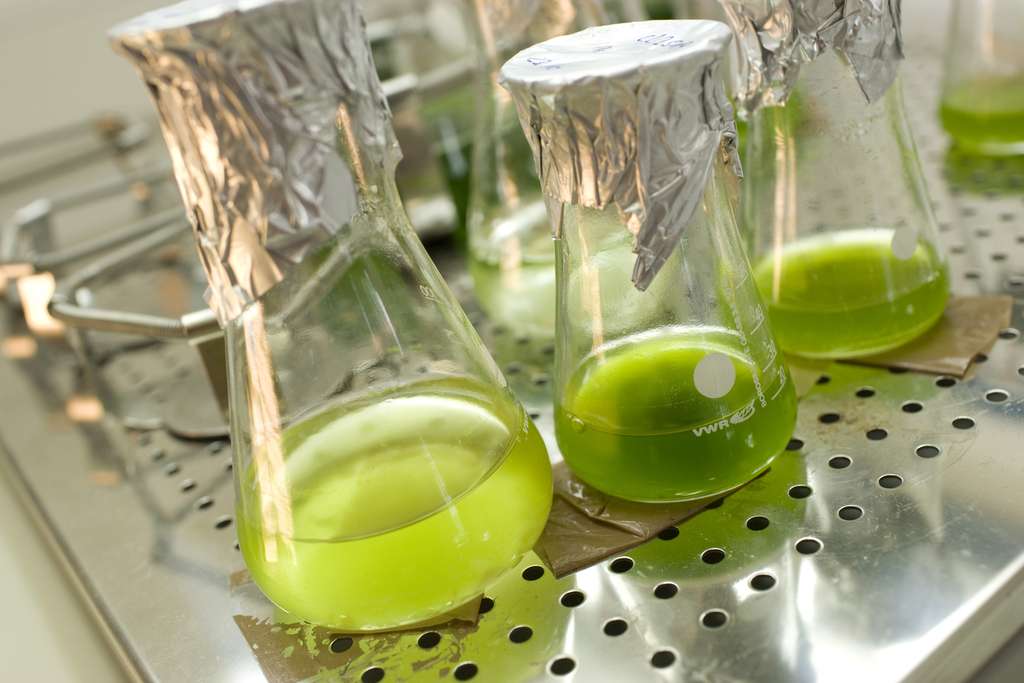 En absence de soufre dans le milieu, Chlamydomonas reinhardtii réduirait sa photosynthèse au profit d’une voie métabolique produisant de l’hydrogène. Cette algue unicellulaire pourrait à terme être utilisée pour synthétiser des biocarburants de 3e génération. © université de Bielefeld