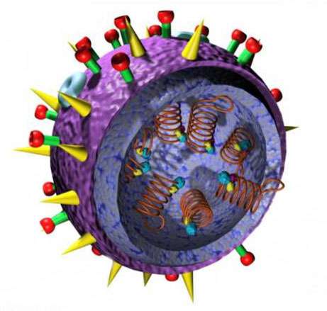 Virus A (H5N1). © acces-inrp.fr