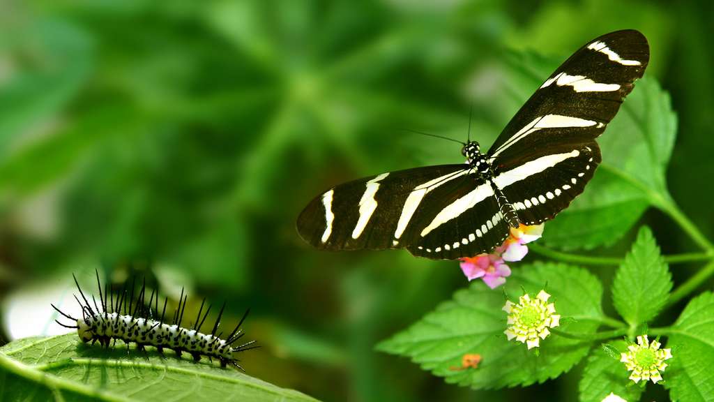 Photo Heliconius Charithonia Une Chenille Piquante Pour Un Papillon Zebre