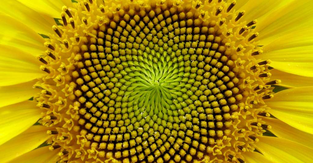 La suite de Fibonacci et le nombre d'or au cœur de la fleur de tournesol. © Luca Postpischl, CC by-nc 2.0