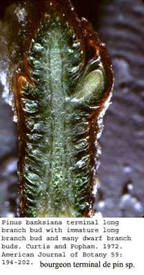 Pinus en coupe. © Curtis et al. Iowa SU, domaine public Pinus en coupe. © Curtis et al. Iowa SU, domaine public
