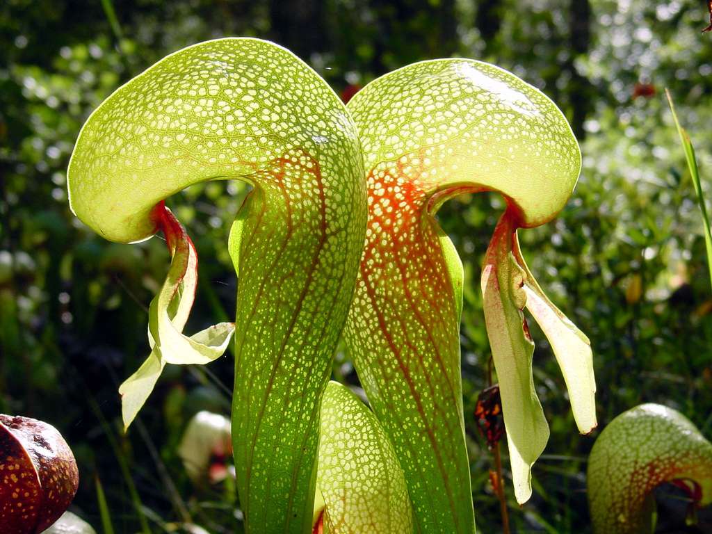 Darlingtonia california, la « Plante Cobra » Darlingtonia california, la « Plante Cobra »
