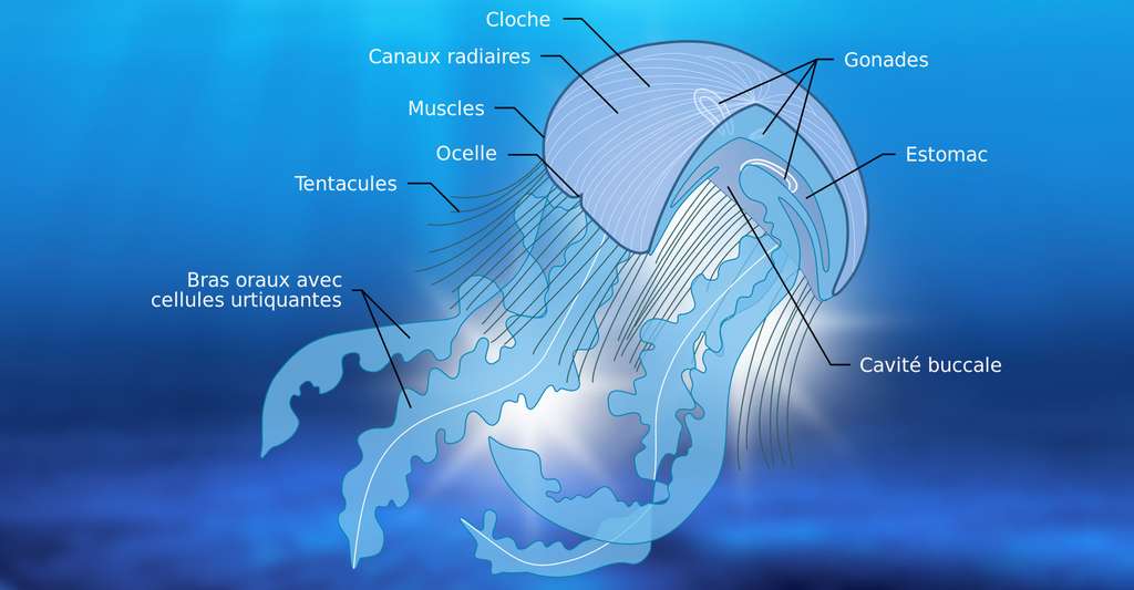 Schéma anatomique d'une méduse. © Whidou - CC BY-SA 4.0