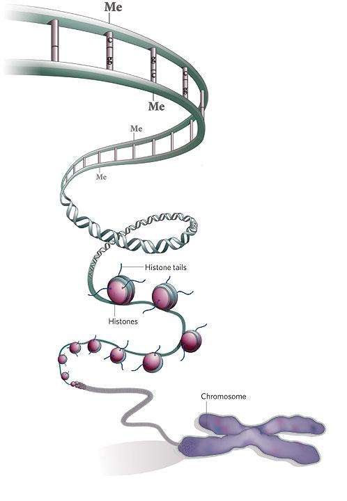 La méthylation (Me) de l'ADN intervient sur les cytosines (c), et il existe des anticorps spécifiques de ces modifications. © embryology.med.unsw.edu.au
