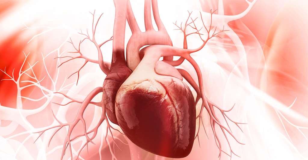Anatomie et fonctionnement du cœur. © Liya Graphics, Shutterstock