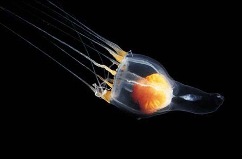 Méduse des abysses Méduse des abysses