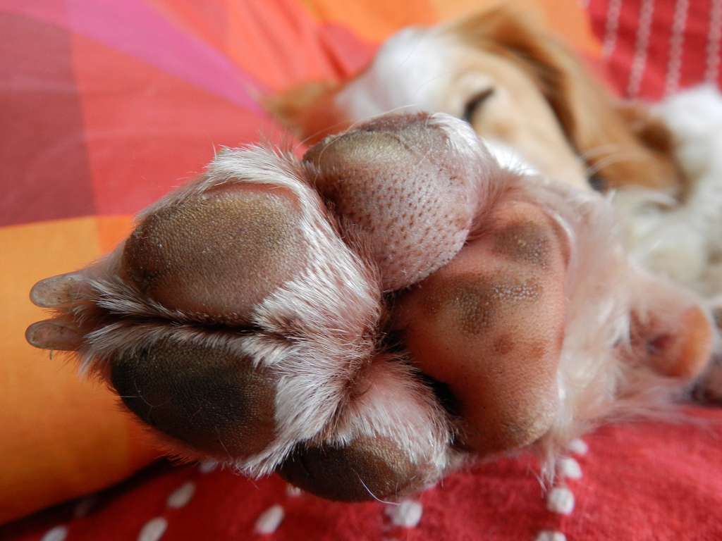 Coup De Chaleur Comment Proteger Son Chien Du Soleil