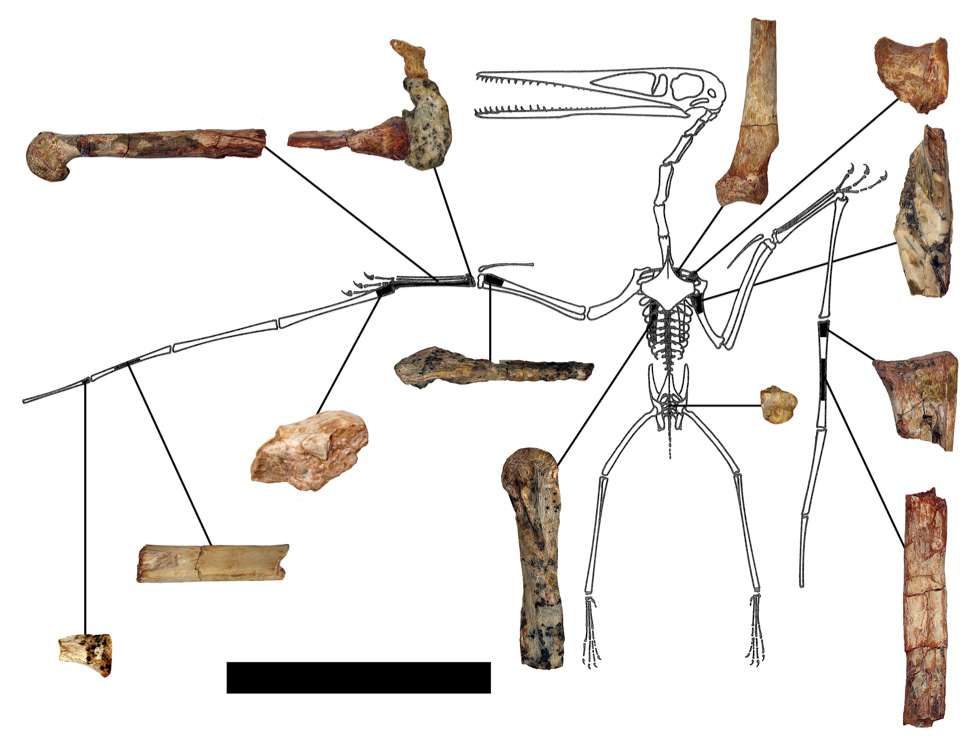 Quelques-uns des restes fragmentaires de Kryptodrakon progenitor. Ils sont mis en relation avec le schéma du squelette de Pterodactylus antiquus. La barre d'échelle vaut 50 mm. © Brian Andres, Peter Wellnhofer