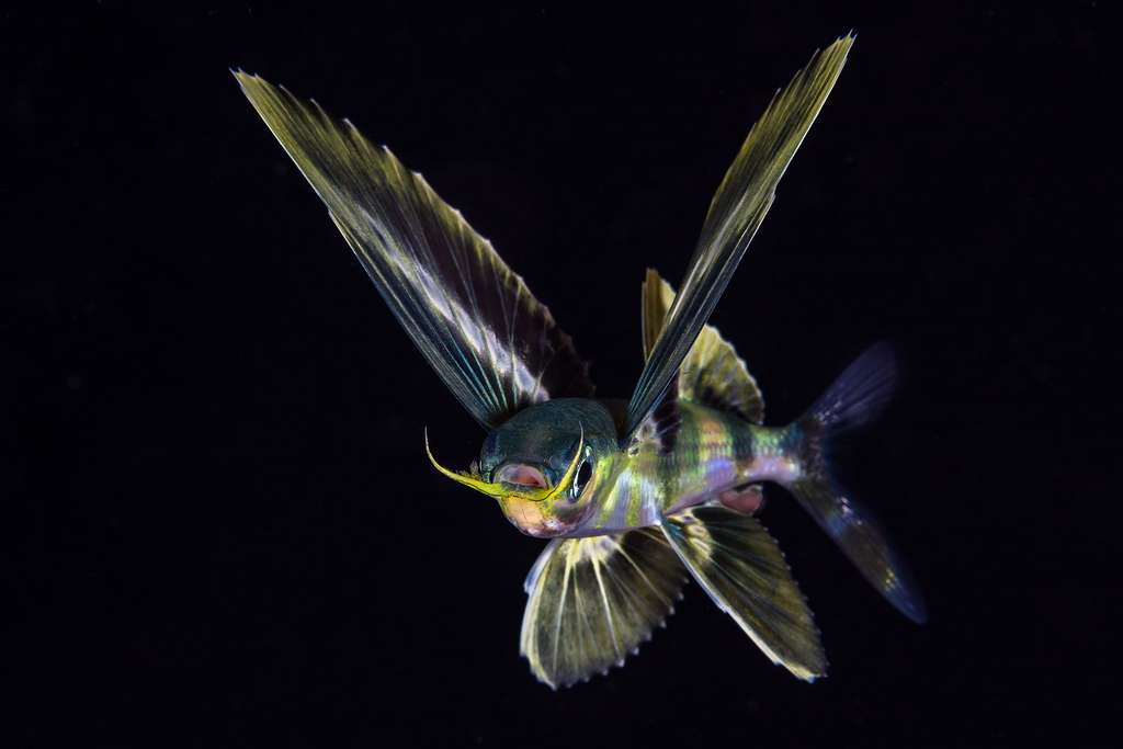 Surprenants poissons volants Surprenants poissons volants