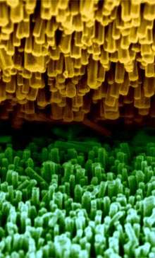 Vue rapprochée du contact entre deux fibres de Kevlar, cachées sous leur couverture de nanofibres d'oxyde de zinc. Celles du haut, en jaune, sont recouvertes d'une fine couche d'or et celles du bas ne le sont pas. Les mouvements relatifs de ces deux fibres de Kevlar frottent les nanofibres les unes contre les autres et les déformations induisent un courant électrique. © Z. L. Wang et X. D. Wang, Georgia Tech Vue rapprochée du contact entre deux fibres de Kevlar, cachées sous leur couverture de nanofibres d'oxyde de zinc. Celles du haut, en jaune, sont recouvertes d'une fine couche d'or et celles du bas ne le sont pas. Les mouvements relatifs de ces deux fibres de Kevlar frottent les nanofibres les unes contre les autres et les déformations induisent un courant électrique. © Z. L. Wang et X. D. Wang, Georgia Tech