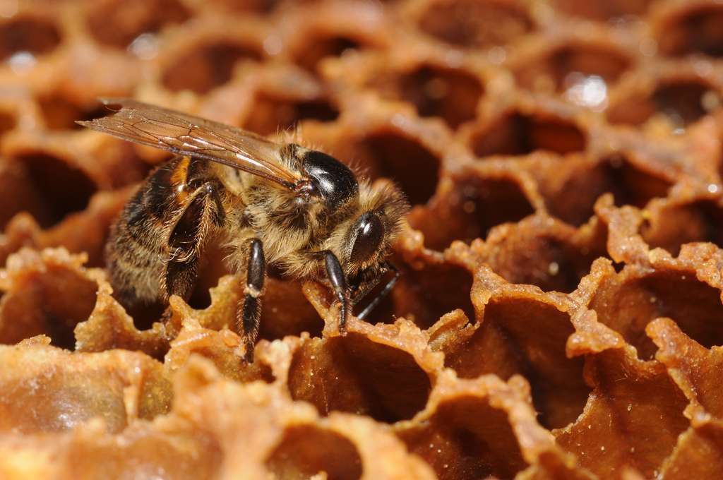 Le fipronil (ou Régent) a été accusé de provoquer une surmortalité chez les abeilles. © ComputerHotline, Flickr, CC by 2.0