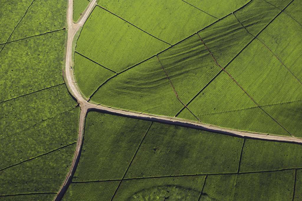 Vue aérienne d'une plantation de thé Vue aérienne d'une plantation de thé