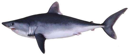 Le requin-taupe commun (Lamna nasus) porte également les surnoms de veau de mer, de maraîche ou de requin-marsouin. Il peut atteindre 3,5 m de long et préfère les eaux d’une température inférieure à 18 °C. © Noaa, DP