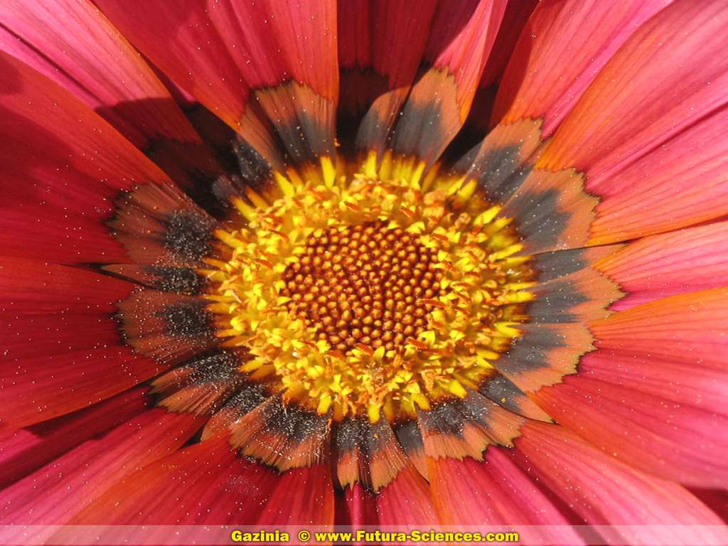 Fleur du soleil : Gazinia