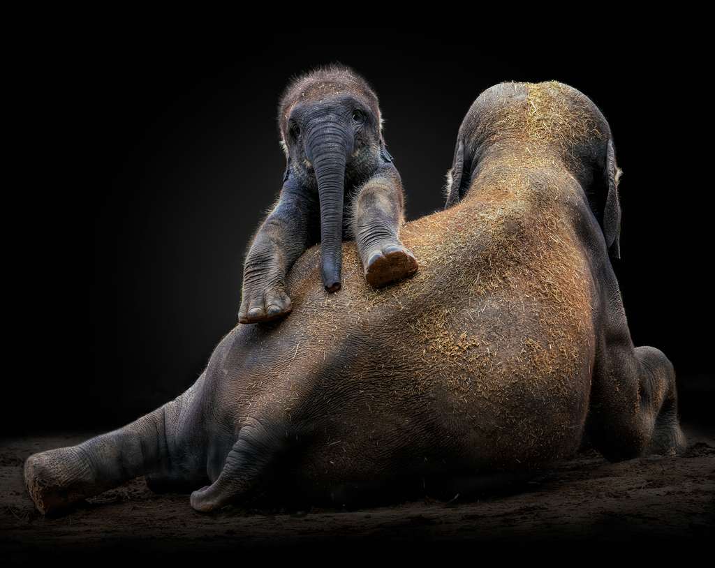 L'éléphant d'Asie L'éléphant d'Asie