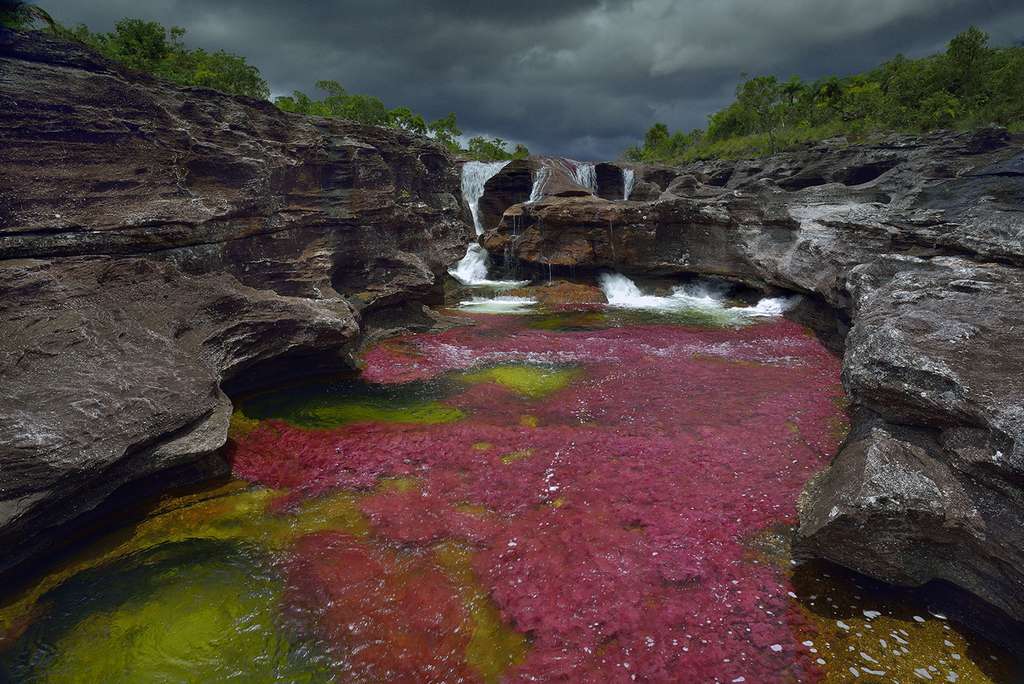 Caño Cristales : une rivière empourprée par la Macarenia clavigera Caño Cristales : une rivière empourprée par la Macarenia clavigera