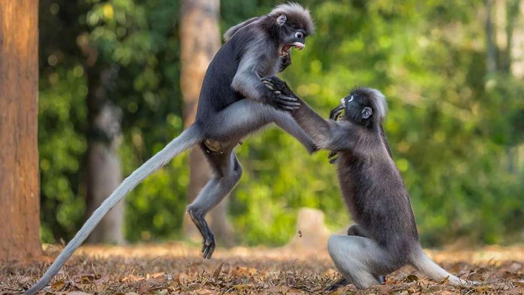 Du rififi chez les macaques Du rififi chez les macaques