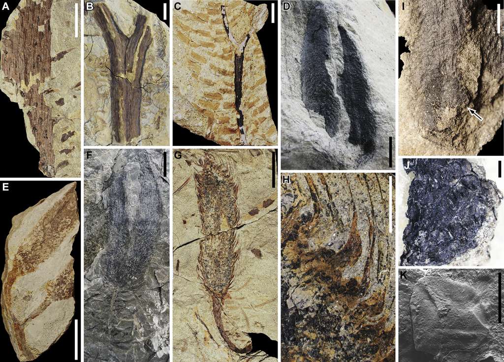 Les traces fossilisées de Guangdedendron micrum, l’unique espèce qu peuplait cette forêt du Dévonien. © Deming Wang et al., Current Biology, 2019