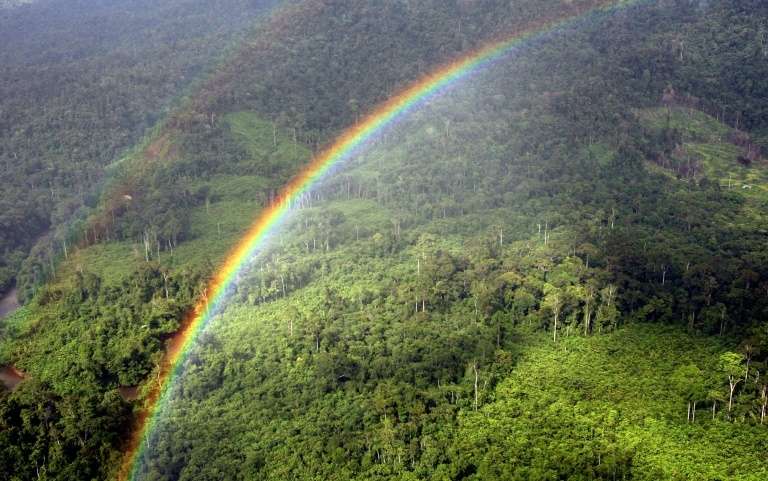 Avec le réchauffement climatique, les forêts tropicales pourraient relâcher du carbone plutôt que de le stocker. © AFP archives