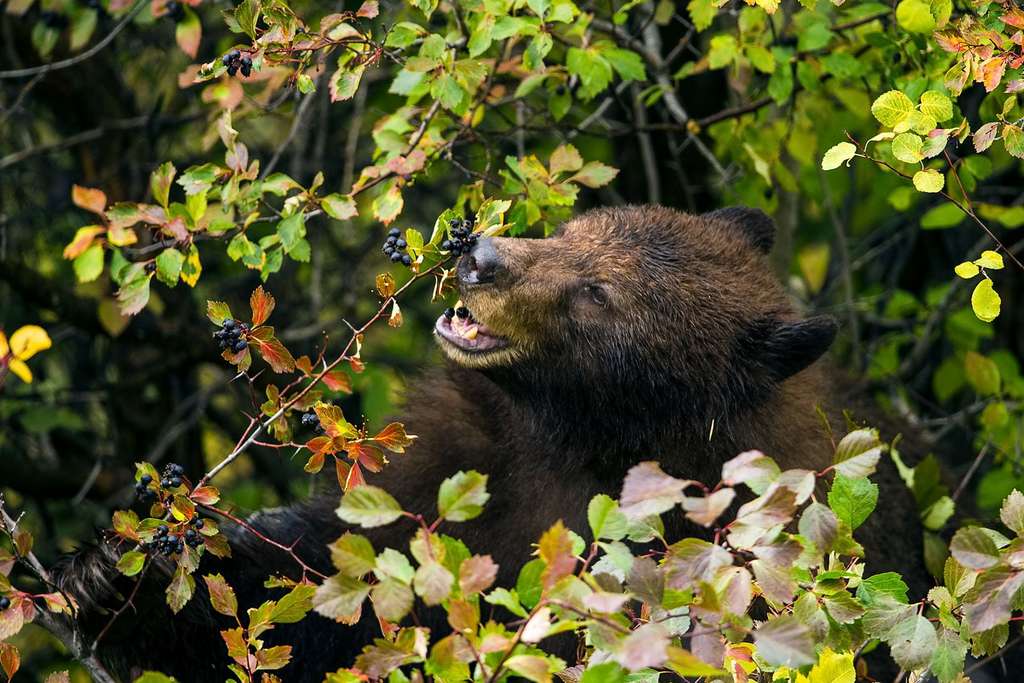Un ours noir ou baribal se nourrit de baies d'aubépine, les graines contenues dans ses excréments germeront peut-être dans un nouvel environnement. © Paul Vitucci