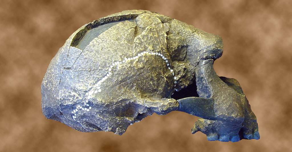 Fossile Sangiran 17 (= Pithecanthropus VIII), Museum Tautavel, France. © Gerbil CC by-sa 3.0