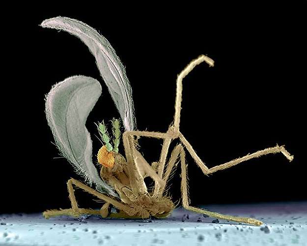 Un insecte écrasé sur un pare-brise Un insecte écrasé sur un pare-brise