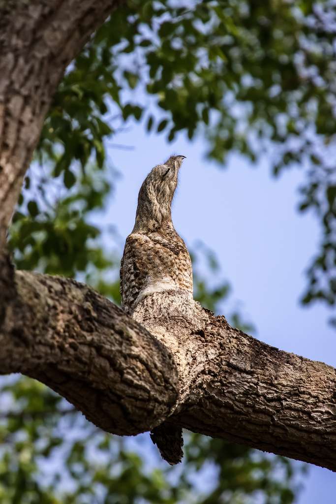 Un grand ibijau camouflé sur un arbre. © Uwe Bergwitz, Adobe Stock