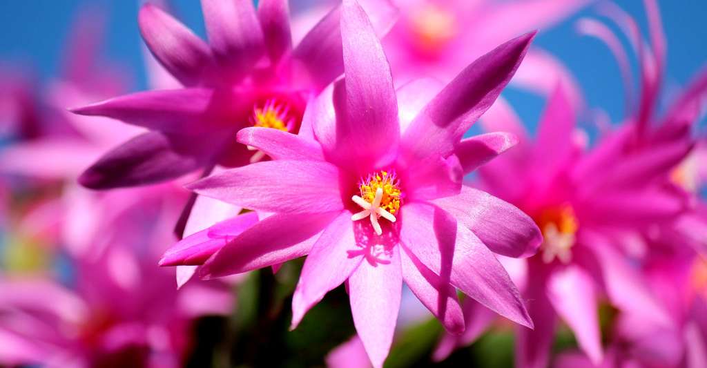 Comment faire un jardin bio ? Ici, cactus de Noël (Schlumbergera), une plante grasse qui fleurit à l’automne et en hiver. © Nightowl, Pixabay, DP