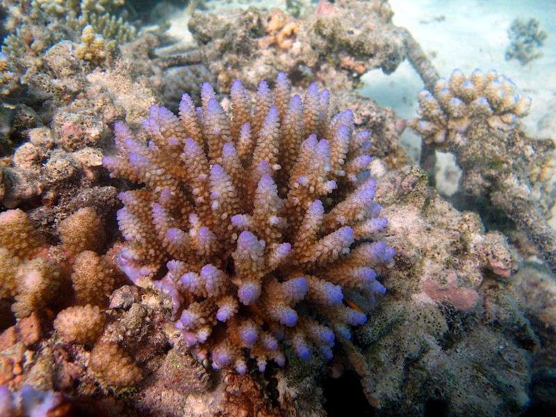 Le corail Acropora nasuta ici en photo pourrait libérer des molécules qui attirent les jeunes poissons et larves de corail. © MDC Seamarc Maldives, Wikimedia Commons, cc by sa 4.0