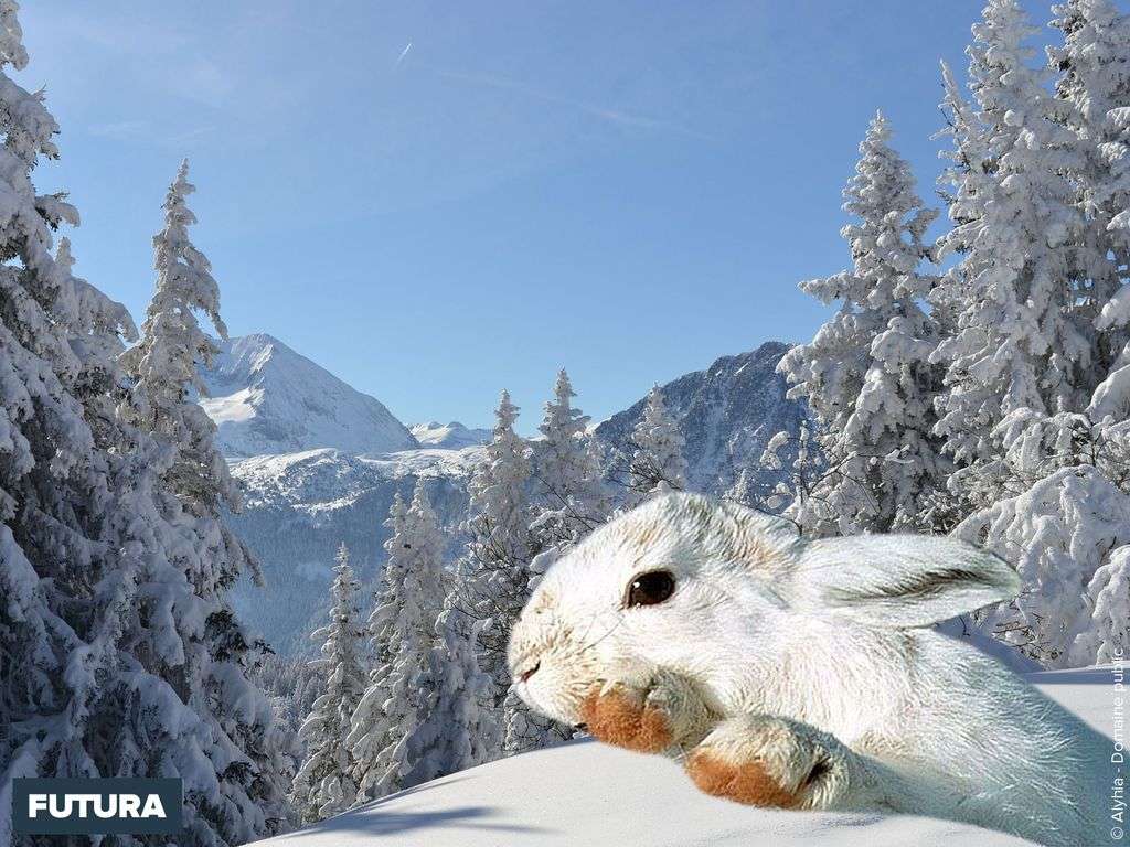 Fond Décran Lapin Dans La Neige