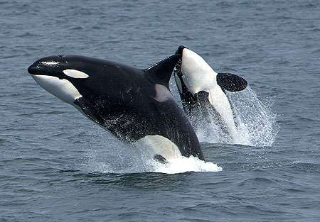 Orques sautant hors de l'eau. © Pittman, NOAA, domaine public
