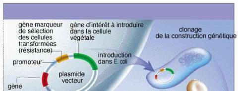 Fabrication d'un OGM. © La Recherche