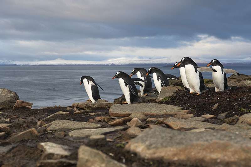 Reportage A La Decouverte Des Manchots Papous Des Kerguelen Au Sud De L Ocean Indien